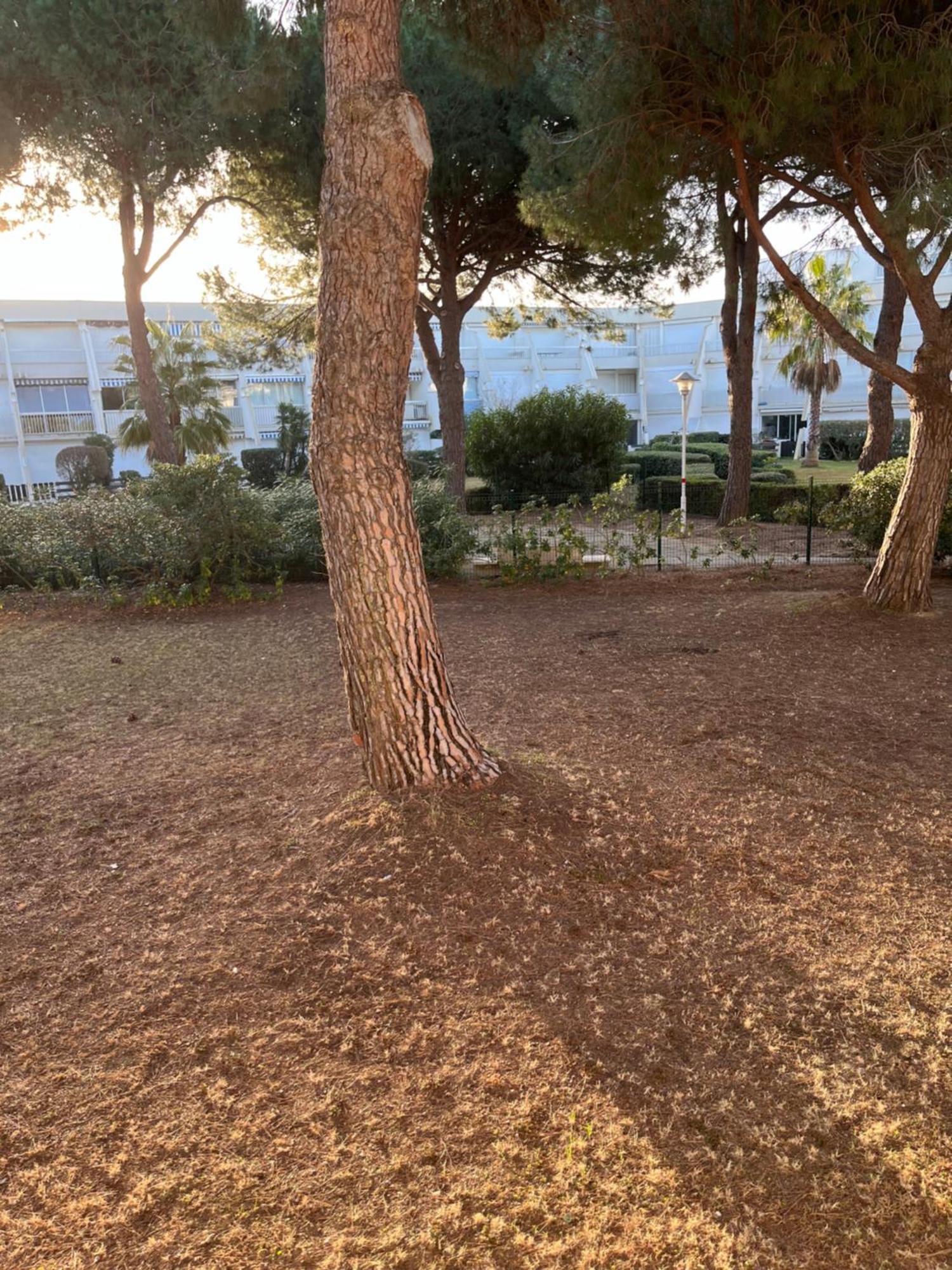 Les Caravelles Plage Sud Le Grau-du-Roi Dış mekan fotoğraf